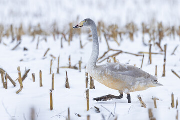 Fototapeta premium juvenile Whooper Swan Cygnus cygnus on snowy winter corn field on Insel Rügen, Germany