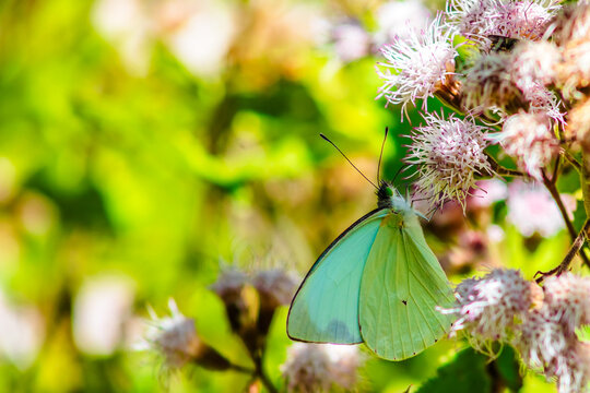 Leptophobia aripa, Green-eyed butterfly with white or yellow wings with black spots, on a leaf and a blurred background, White Mustard Butterfly, in the sierra de guadalupe, state of mexico