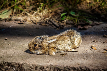 Little wild baby rabbit in a forest, in the Sierra de Guadalupe, State of Mexico , Sylvilagus cunicularius 