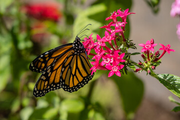 Monarchfalter Schmetterling an einer rosa Blüte auf Madeira