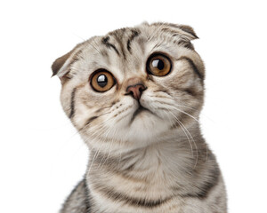 Adult grey Scottish fold cat portrait isolated on a white background. Scottish fold cat head shot