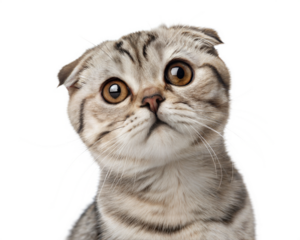 Adult grey Scottish fold cat portrait isolated on a white background. Scottish fold cat head shot