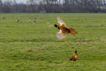 Close up of sitting and landing colorful flying up Pheasant Rooster, Phasianus colchicus, with spread wings and wide fanning long tail feathers and white ring around neck in polder landscape