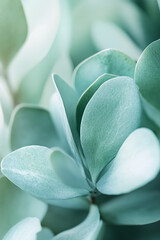 Obraz premium botanical photography of leaves, cinematographic, wallpaper