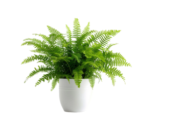 Boston Fern in Pot on Clear White Background for Indoor Decor