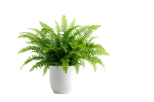 Boston Fern in Pot on Clear White Background for Indoor Decor