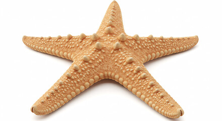 starfish isolated on white background