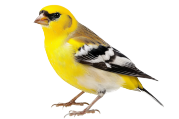 Vibrant American goldfinch with bright yellow feathers and graceful pose isolated on transparent background