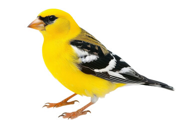 Obraz premium Graceful American goldfinch perched on a twig with bright feathers glowing in the sunlight isolated on transparent background