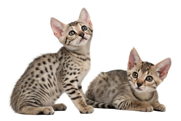 Obraz premium Two Egyptian Mau kittens isolated on white. Egyptian Mau kittens sitting in front of white background
