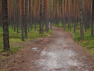 Beautiful spring forest in Roztocze, Podkarpacie