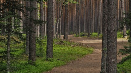 Beautiful spring forest in Roztocze, Podkarpacie