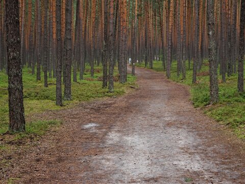 Beautiful spring forest in Roztocze, Podkarpacie