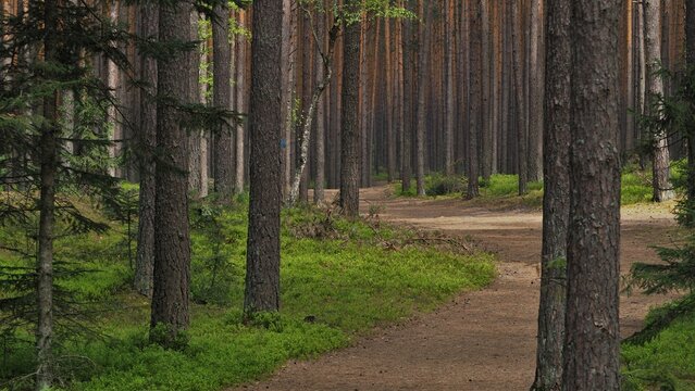 Beautiful spring forest in Roztocze, Podkarpacie