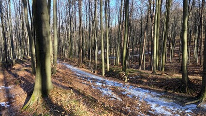 Gory Polskie i droga na Halicz Rozsypaniec w Bieszczadach