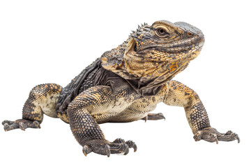 Obraz premium Detailed View of a Chuckwalla with Textured Skin