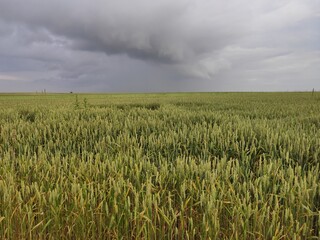 Burzowe chmury nad polem pszenicy latem