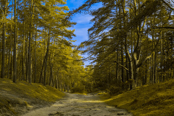 Fototapeta premium Droga leśna