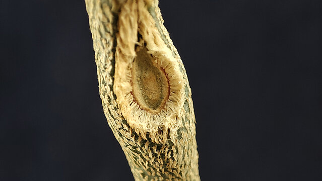 Ar&eacute;ola de Astrophytum caput medusae