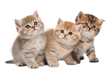Three cute munchkin kittens, isolated on white background. Munchkin kittens sitting in front of white background