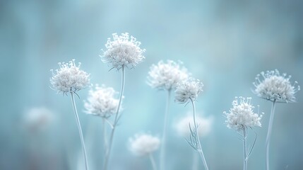 Obraz premium Soft, dreamy close-up of delicate white flowers against a pale blue background.