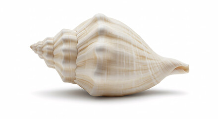 Obraz premium White seashell with spiral shape and textured ridges, isolated on white background