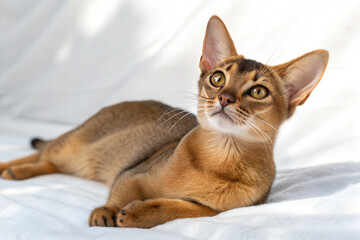 Lying adult Sitting Abyssinian cat on a white background