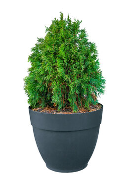 Oval trimmed thuja growing in large plastic pot isolated on transparent background