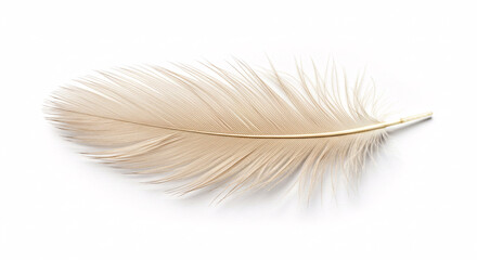 Single white feather, delicate and soft, on a white background.

