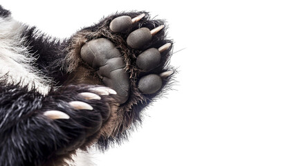 Isolated Panda Paw Detailed View