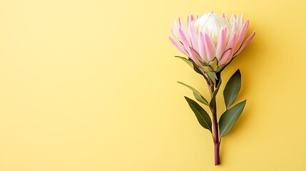Single pink protea flower on yellow background.
