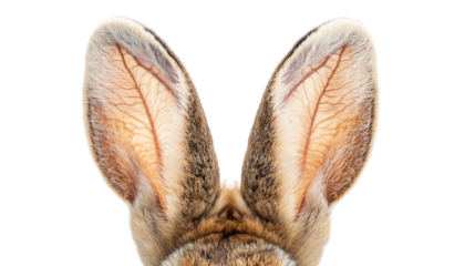 Close-Up Of Rabbit Ears