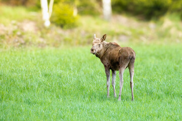 Moose calf in forest glade