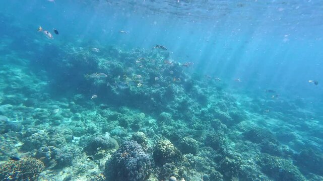 Snorkelling Scuba Diving Action Camera Tropical Crystal Clear Waters Coral Reef Fish Anemones Star Fish Crown of Thorns Sea Grass Philippines Asia Tubod Marine Reserve Siquijor 