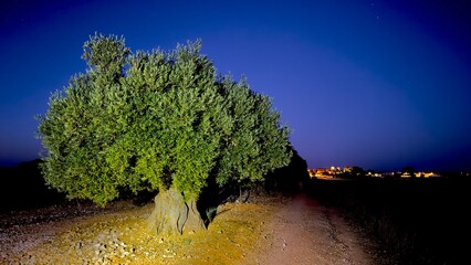 Olive tree alone at nigh in a meadow