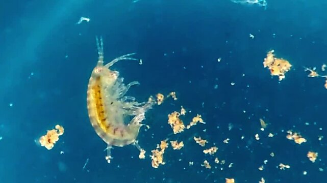 Hyalella azteca in freshwater under microscope