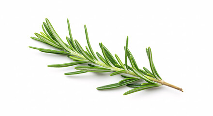 Fototapeta premium Sprig of rosemary, fresh herb, isolated on white background.