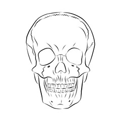 Obraz premium Linear drawing of a human skull. Vector illustration