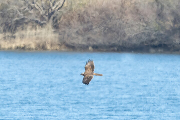 河川敷を飛翔するチュウヒ