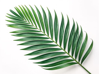 Obraz premium Close-up of green palm leaf isolated on white background