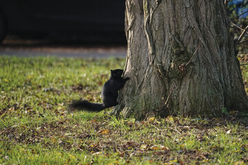 A black squirrel in the park