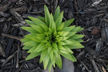closeup of plant growing