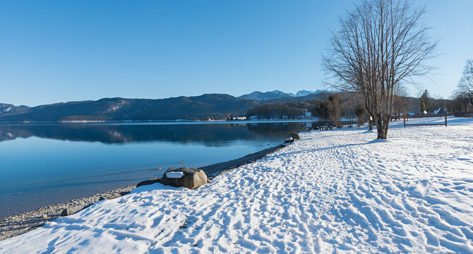 snowy lake shore Walchensee with bare tree and mountains at the opposite site