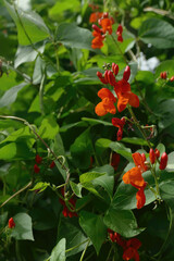 Runner bean plant growing in garden with bright orange flowers