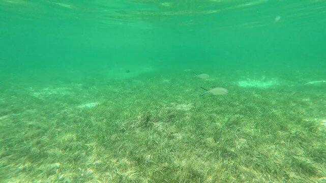 Snorkelling Scuba Diving Action Camera Tropical Crystal Clear Waters Coral Reef Fish Anemones Star Fish Crown of Thorns Sea Grass Philippines Asia Tubod Marine Reserve Siquijor 