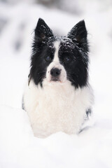 Cute black and white old senior Border Collie dog posing outdoors sitting on a snow in winter