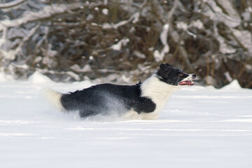 Active black and white Border Collie dog running fast on a snow in winter