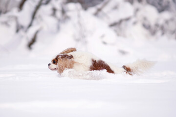 Adorable Blenheim Cavalier King Charles Spaniel dog running in a deep snow in winter