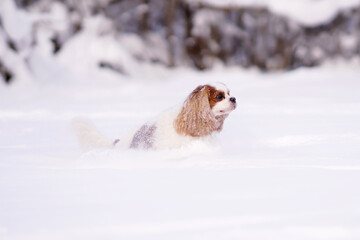 Active Blenheim Cavalier King Charles Spaniel dog jumping on a deep snow in winter