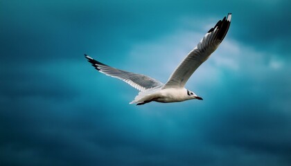 Obraz premium Bird in flight, seagull flying in the sky, moody, film grain added, teal tinted, copy space